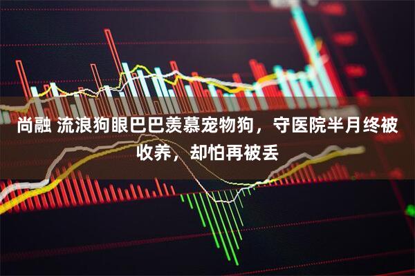 尚融 流浪狗眼巴巴羡慕宠物狗，守医院半月终被收养，却怕再被丢
